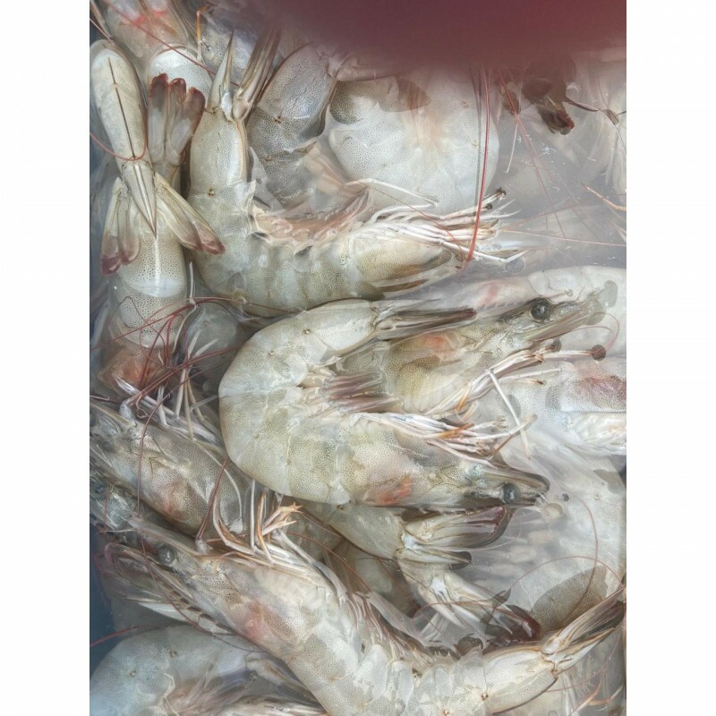 CAMARÃO FRESCO M 01 Kg