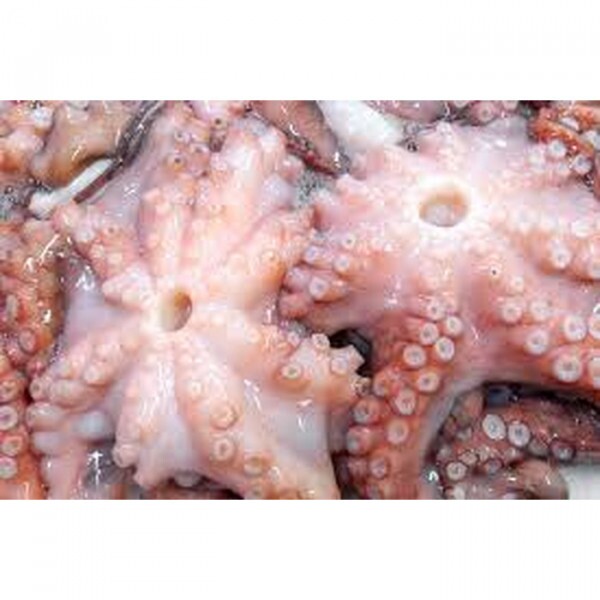 POLVO FRESCO 01 Kg