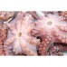 POLVO CONGELADO 01 Kg POLVO CONGELADO 01 Kg