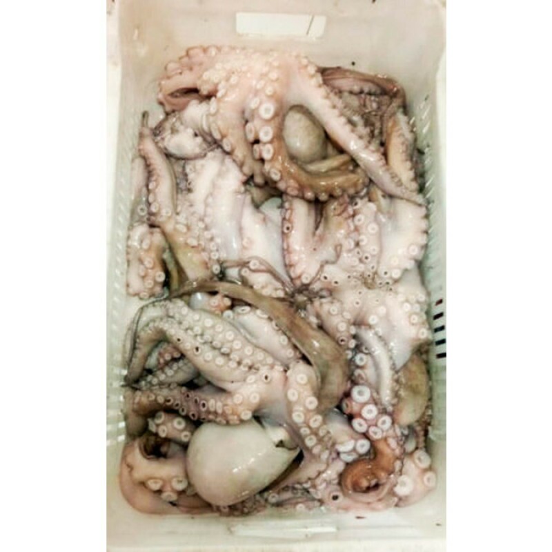 POLVO CONGELADO 01 Kg