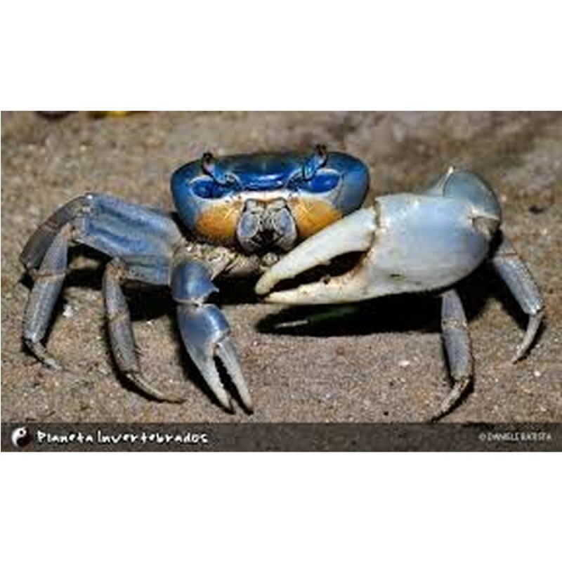 GUAIAMUM VIVO 01Un