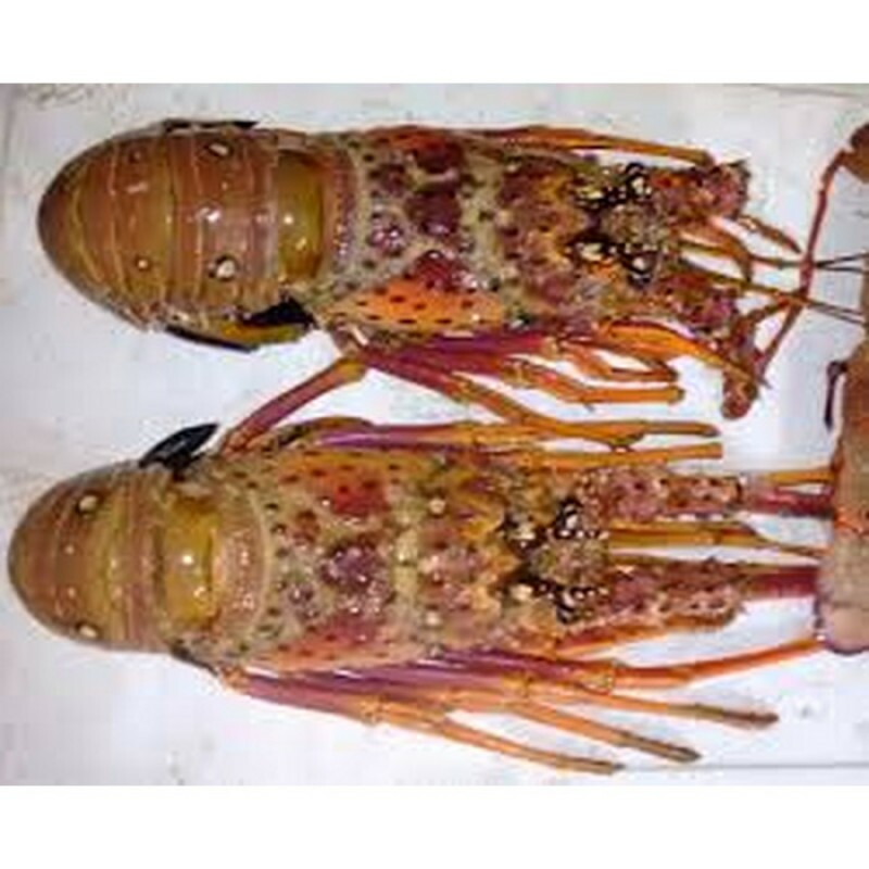 LAGOSTA 500g