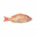 PEIXE ARIOCÓ INTEIRO 01 KG