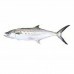 PEIXE SERRA INTEIRO 01 KG