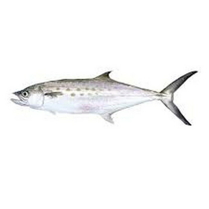 PEIXE SERRA INTEIRO 01 KG PEIXE SERRA INTEIRO 01 KG