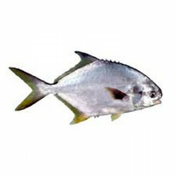 PEIXE PAMPO INTEIRO 01 KG PEIXE PAMPO INTEIRO 01 KG