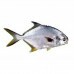 PEIXE PAMPO INTEIRO 01 KG