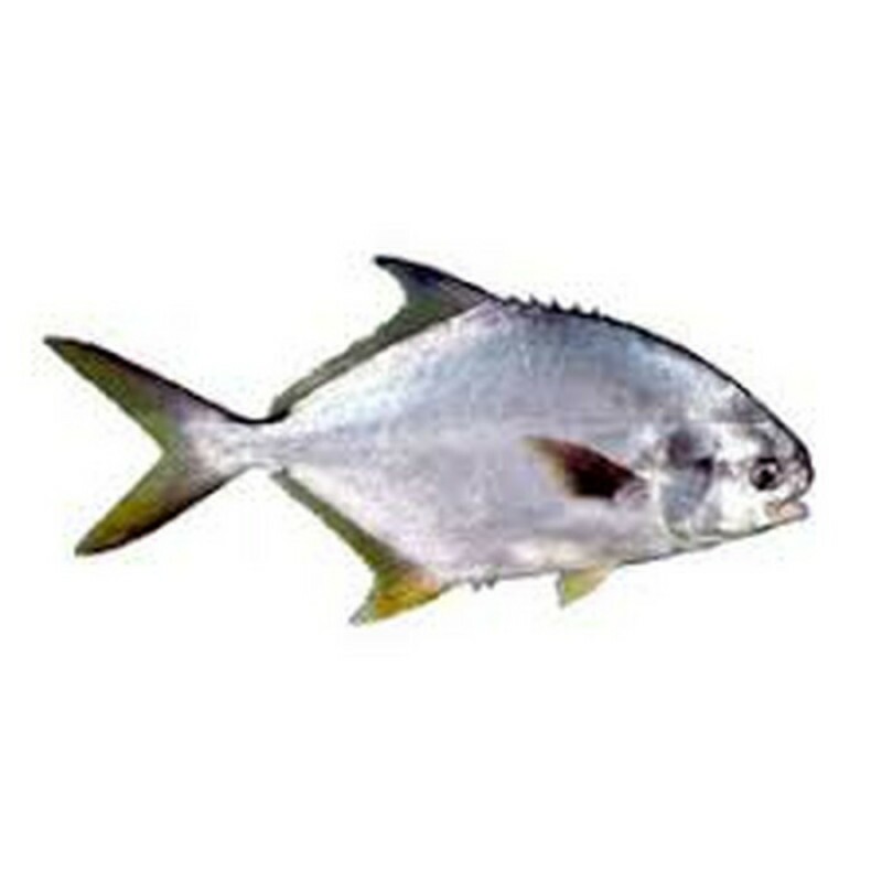 PEIXE PAMPO INTEIRO 01 KG PEIXE PAMPO INTEIRO 01 KG