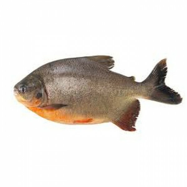 PEIXE TAMBAQUI INTEIRO 01 KG