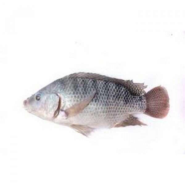 PEIXE TILAPIA INTEIRO 01 KG PEIXE TILAPIA INTEIRO 01 KG