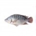 PEIXE TILÁPIA INTEIRO 01 KG