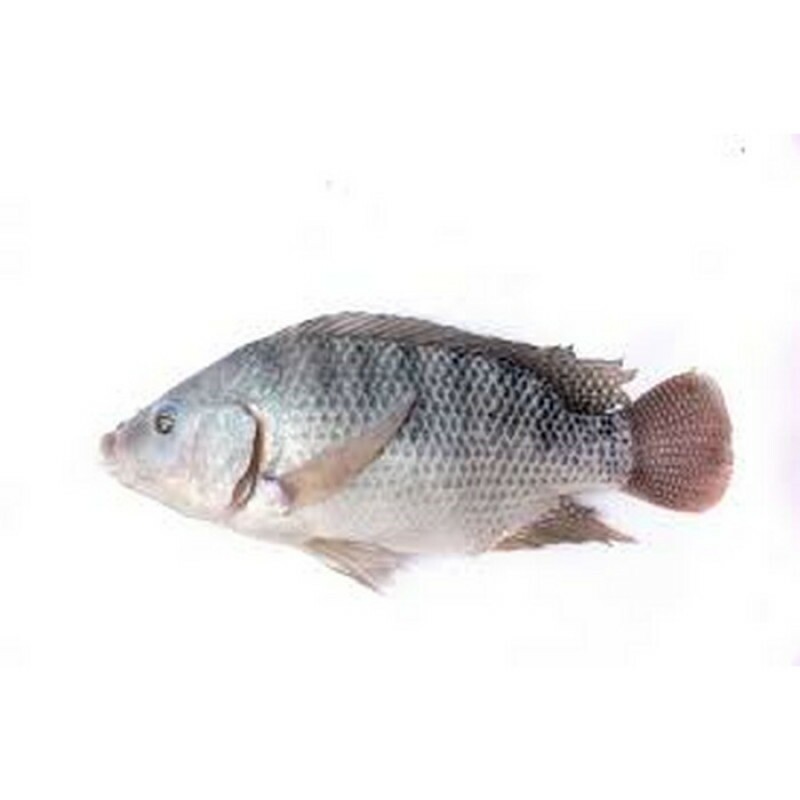 PEIXE TILAPIA INTEIRO 01 KG PEIXE TILAPIA INTEIRO 01 KG