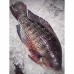 PEIXE TILÁPIA EVISCERADA 900G À 1300G PEIXE TILÁPIA EVISCERADA 900G À 1300G