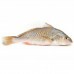 PEIXE CORVINA INTEIRO 01 KG