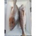 PEIXE CORVINA INTEIRO 01 KG