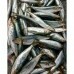 PEIXE SARDINHA INTEIRO 01 KG