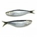 PEIXE SARDINHA INTEIRO 01 KG
