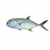 PEIXE XÁREU INTEIRO 01 KG