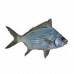 PEIXE CARAPEBA INTEIRO 01 KG PEIXE CARAPEBA INTEIRO 01 KG