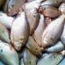 PEIXE PIABA INTEIRO 01 KG PEIXE PIABA INTEIRO 01 KG